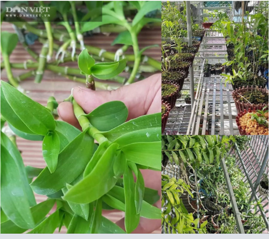 Thái Bình: Ông chủ vườn lan đột biến treo đầy quanh nhà, nhiều chậu tiền tỷ nhìn phát thèm-11