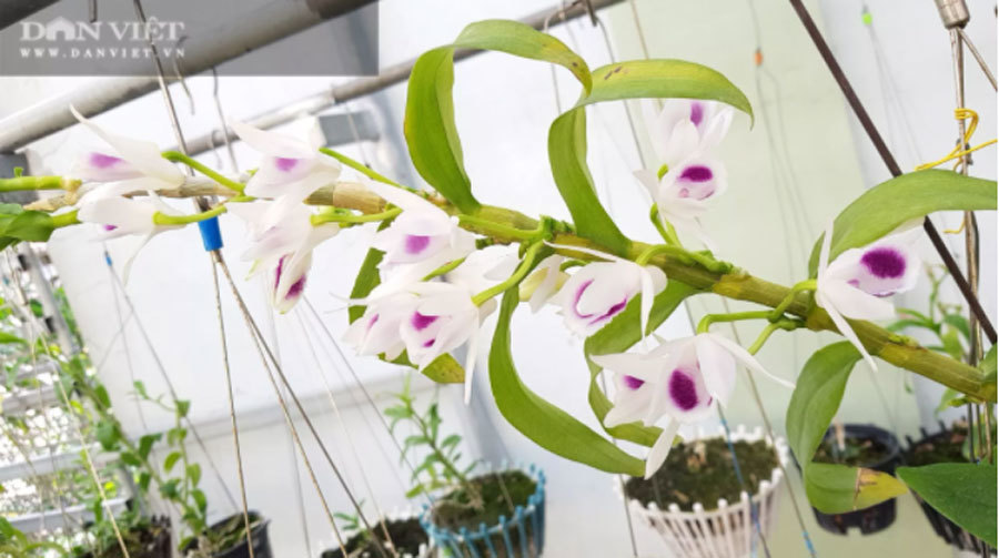 Thái Bình: Ông chủ vườn lan đột biến treo đầy quanh nhà, nhiều chậu tiền tỷ nhìn phát thèm-2