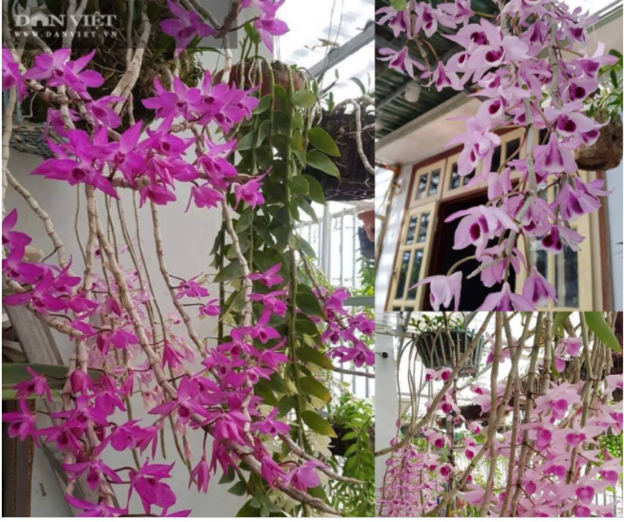 Thái Bình: Ông chủ vườn lan đột biến treo đầy quanh nhà, nhiều chậu tiền tỷ nhìn phát thèm-3