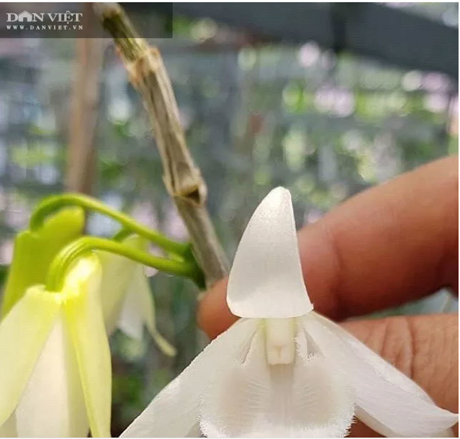 Thái Bình: Ông chủ vườn lan đột biến treo đầy quanh nhà, nhiều chậu tiền tỷ nhìn phát thèm-5