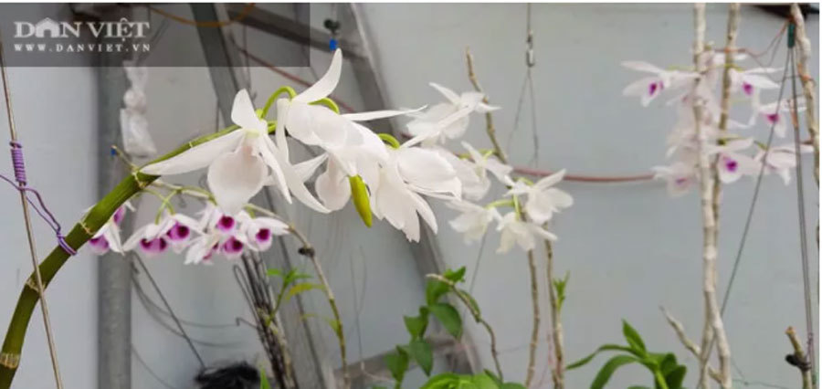 Thái Bình: Ông chủ vườn lan đột biến treo đầy quanh nhà, nhiều chậu tiền tỷ nhìn phát thèm-6