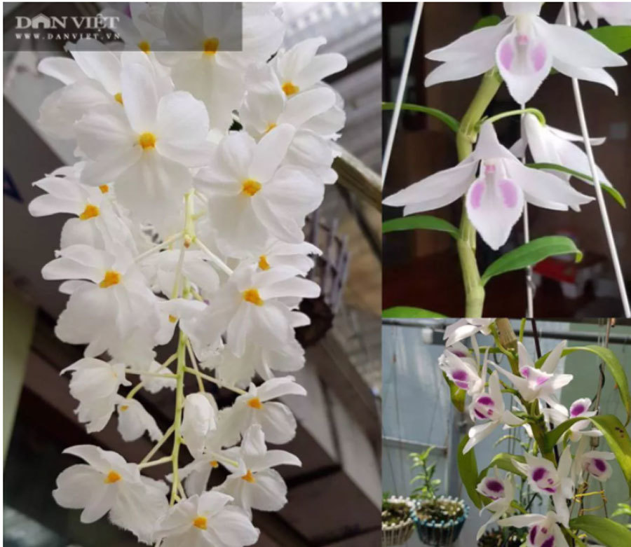 Thái Bình: Ông chủ vườn lan đột biến treo đầy quanh nhà, nhiều chậu tiền tỷ nhìn phát thèm-7
