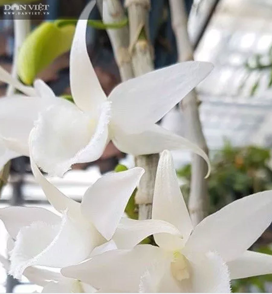 Thái Bình: Ông chủ vườn lan đột biến treo đầy quanh nhà, nhiều chậu tiền tỷ nhìn phát thèm-9