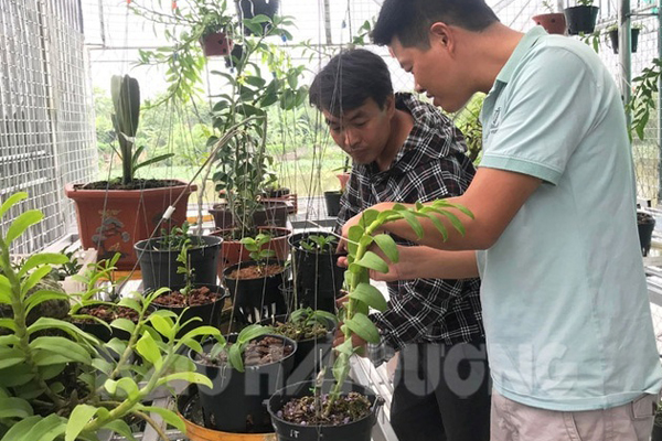 Thủ đoạn lừa đảo bán lan đột biến giả ở Lâm Đồng-1