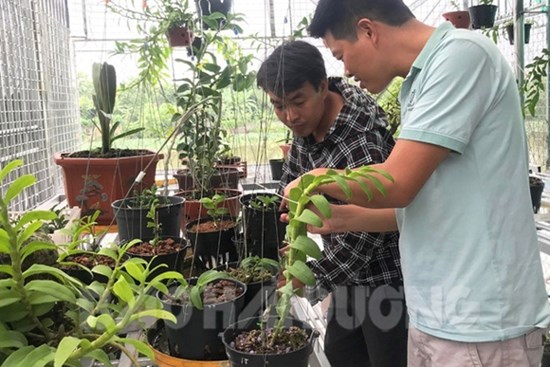 Nhận 'trái đắng' vì muốn giàu nhanh từ những giao dịch lan đột biến