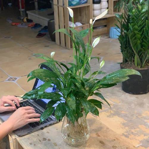 4 loại cây trồng trong nhà có thể giúp trừ tà khí, xua đuổi vận đen, tài lộc kéo đến-1