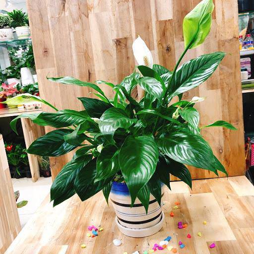 4 loại cây trồng trong nhà có thể giúp trừ tà khí, xua đuổi vận đen, tài lộc kéo đến-3