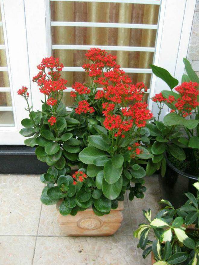 4 loại cây trồng trong nhà có thể giúp trừ tà khí, xua đuổi vận đen, tài lộc kéo đến-5