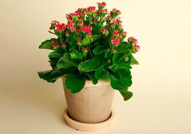 4 loại cây trồng trong nhà có thể giúp trừ tà khí, xua đuổi vận đen, tài lộc kéo đến-7