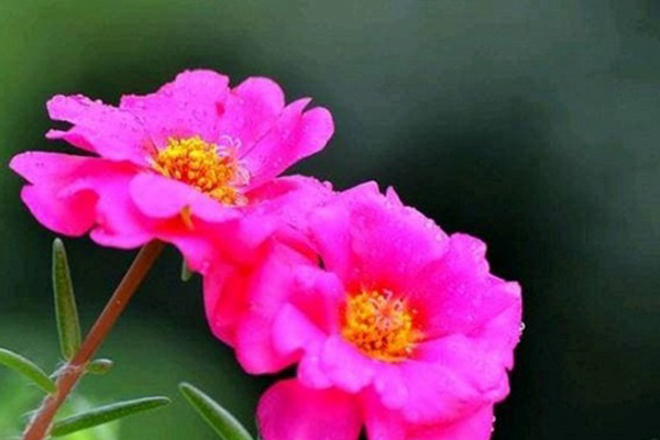 Phụ nữ sinh vào tháng âm lịch này được thừa hưởng tài lộc, sau 30 tuổi thành danh với đời, cuộc sống vinh hoa phú quý không kể xiết-4