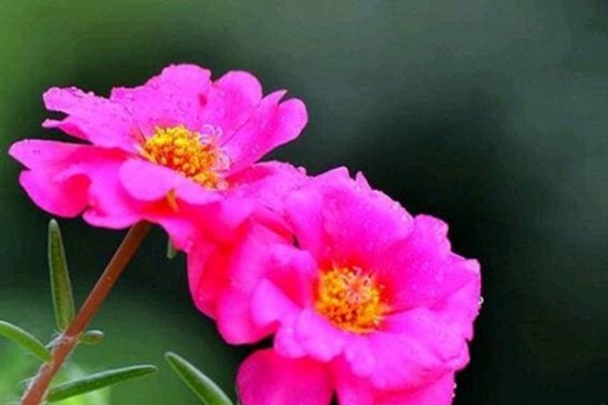 15 ngày cuối tháng 9: 4 con giáp này làm giàu không khó, vận may vô cùng hanh thông, vượng phu ích tử