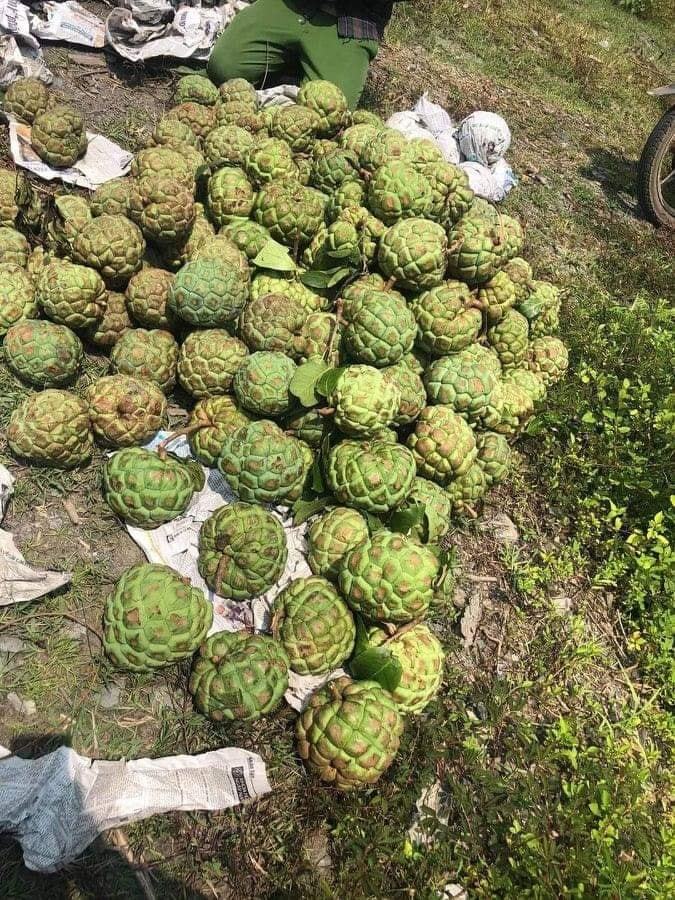 Na lạ ruột đỏ rực, đắt gấp 3 na thường hút khách-1