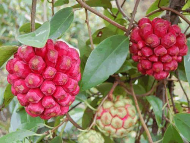 Na lạ ruột đỏ rực, đắt gấp 3 na thường hút khách-2