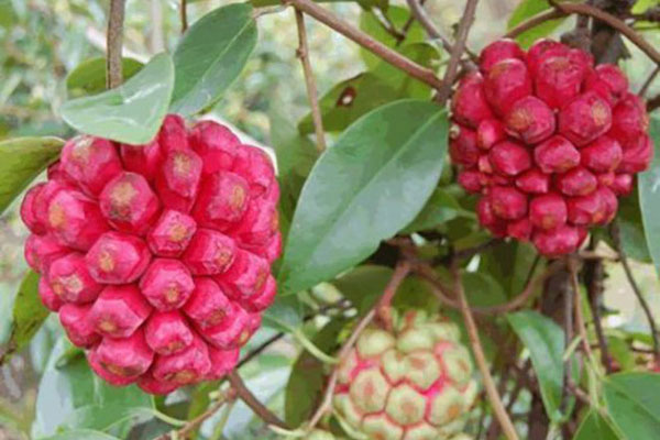 Hàng độc Sơn La đổ về Hà Nội, cả tạ sâu tre béo mẫm lúc nhúc-3