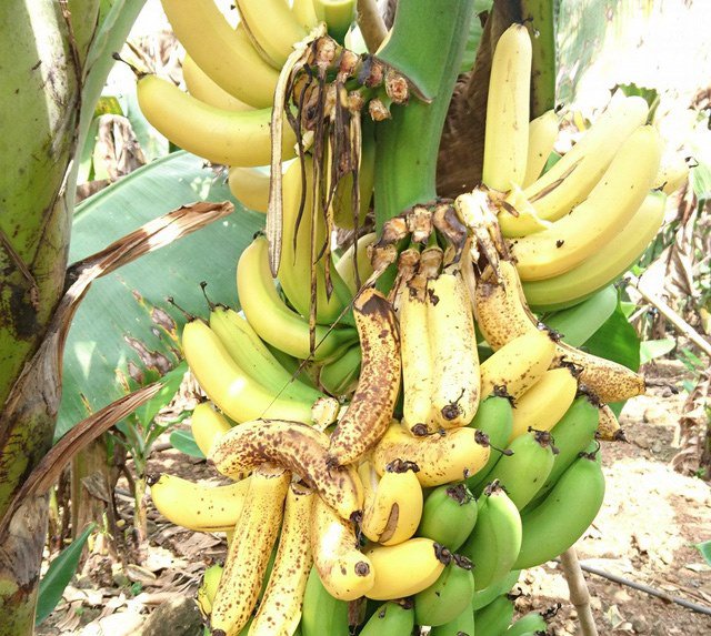 Những loại quả không nên đặt bàn thờ vào mùng 1, lưu ý ngay kẻo mất tài lộc-2