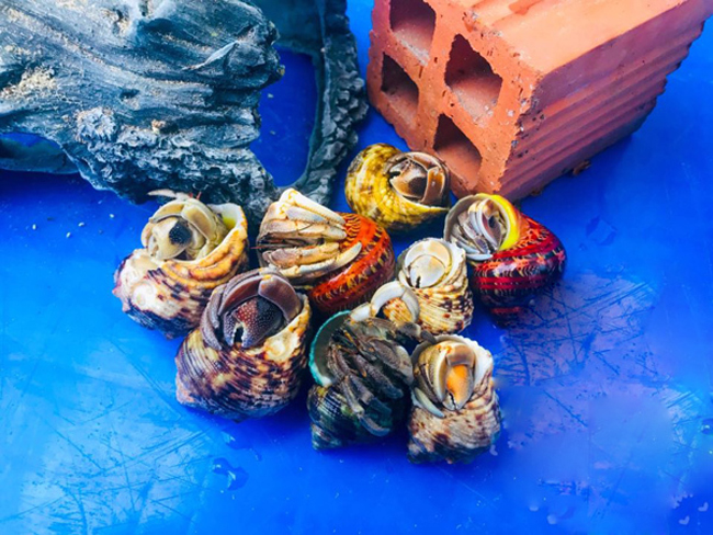 Thứ hải sản có tên rùng rợn, không ăn được, 2-3 triệu/con dân Việt vẫn mua ầm ầm-3