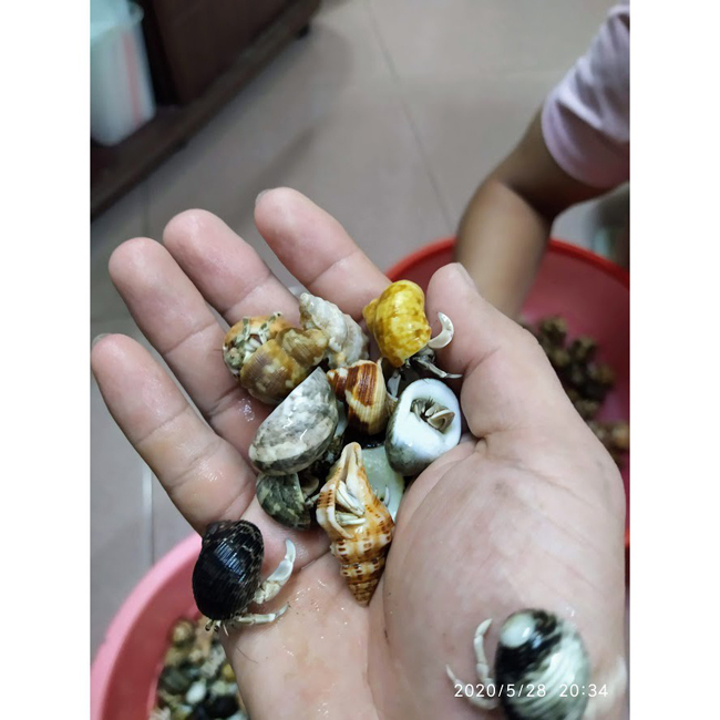 Thứ hải sản có tên rùng rợn, không ăn được, 2-3 triệu/con dân Việt vẫn mua ầm ầm-4