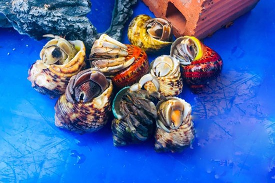 Thứ hải sản có tên rùng rợn, không ăn được, 2-3 triệu/con dân Việt vẫn mua ầm ầm