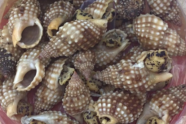 Vì sao ốc đã nấu chín kỹ vẫn gây ngộ độc chết người?-1