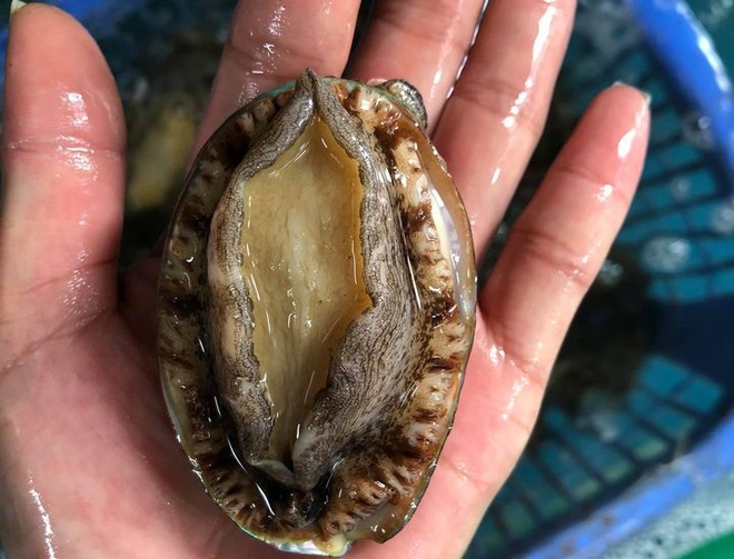 Bào ngư giá rẻ tràn ngập chợ mạng-2