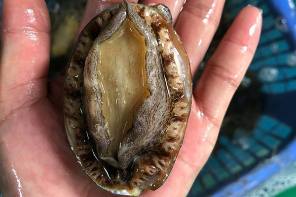 Thực hư cua Cà Mau 50.000 đồng/3 con bán đầy đường, bao ăn-4