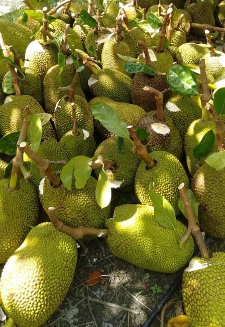 Mít Thái bất ngờ tăng giá gấp 3 lần, thương lái đổ về vườn lùng mua-1