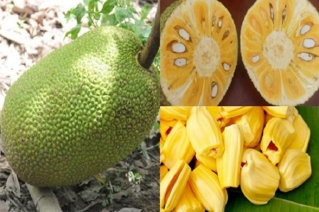 Mít Thái bất ngờ tăng giá gấp 3 lần, thương lái đổ về vườn lùng mua-3