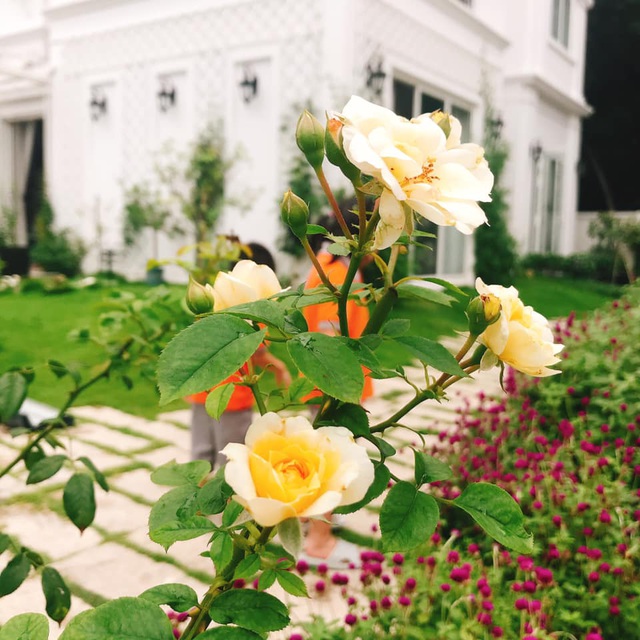 Biệt thự nhà vườn ngập tràn các loại hoa của gia đình ở Bình Dương-7