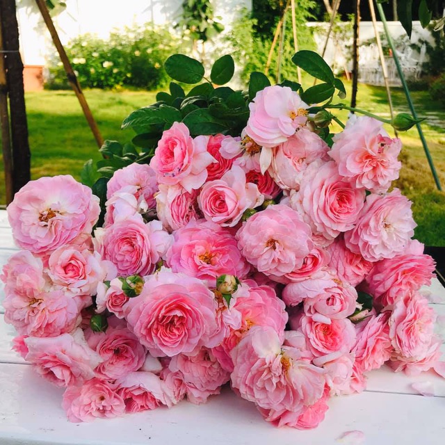 Biệt thự nhà vườn ngập tràn các loại hoa của gia đình ở Bình Dương-10