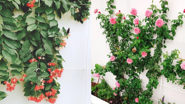 Biệt thự nhà vườn ngập tràn các loại hoa của gia đình ở Bình Dương-13