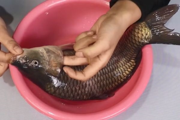 Cá mua ở chợ có chắc tươi không? Bí mật nằm ở đôi mắt của nó, học ngay 3 mẹo này để không mua phải cá ươn bốc mùi-1