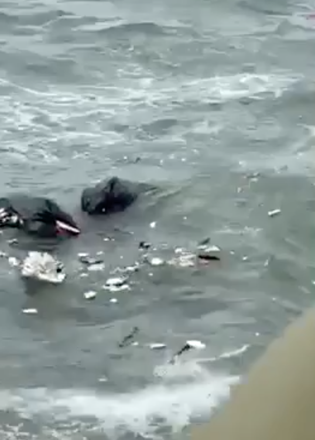 Tước giấy phép kinh doanh quán cafe để nhân viên vứt 120kg rác xuống biển Vũng Tàu-2