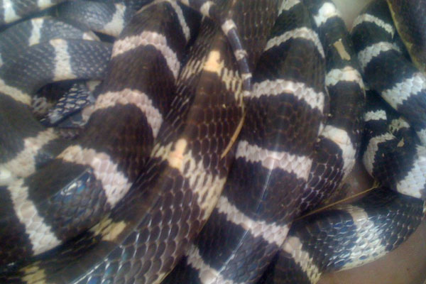 2 người đàn ông bế thốc đứa trẻ chạy vào nhà, đóng chặt cửa, cảnh tượng sau đó vài giây khiến tất cả lạnh gáy-4