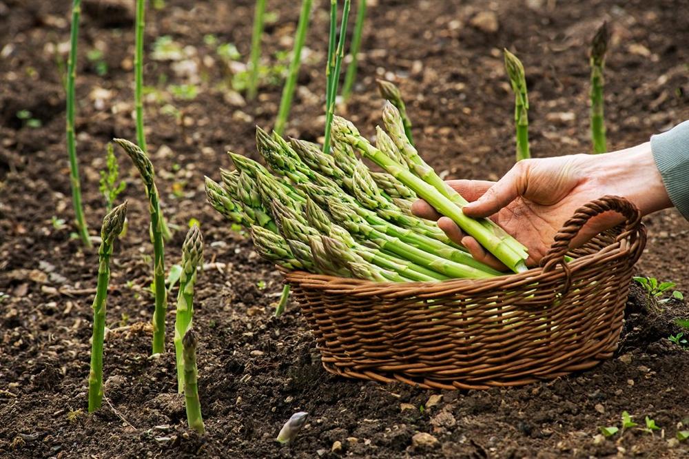 Cách làm măng tây xào thịt bò: Món ngon đậm đà vừa sướng” miệng, vừa bổ dưỡng cho sức khỏe cả nhà-1