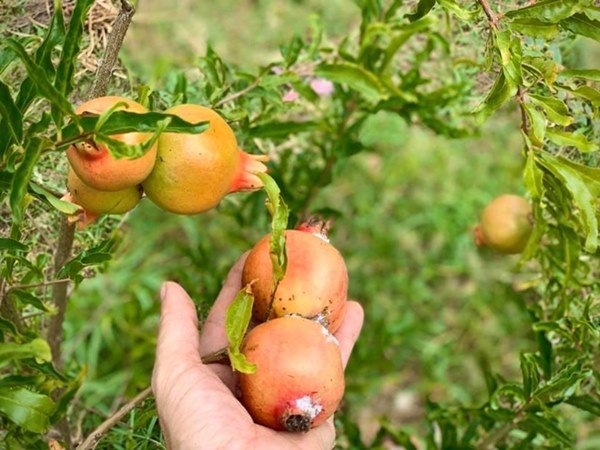 2 nữ nghệ sĩ mua nhà vườn thỏa đam mê: Rau củ chất đầy, thuê người làm không xuể việc-3