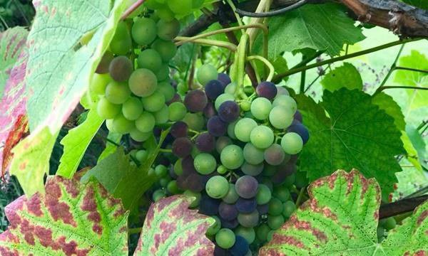 2 nữ nghệ sĩ mua nhà vườn thỏa đam mê: Rau củ chất đầy, thuê người làm không xuể việc-8