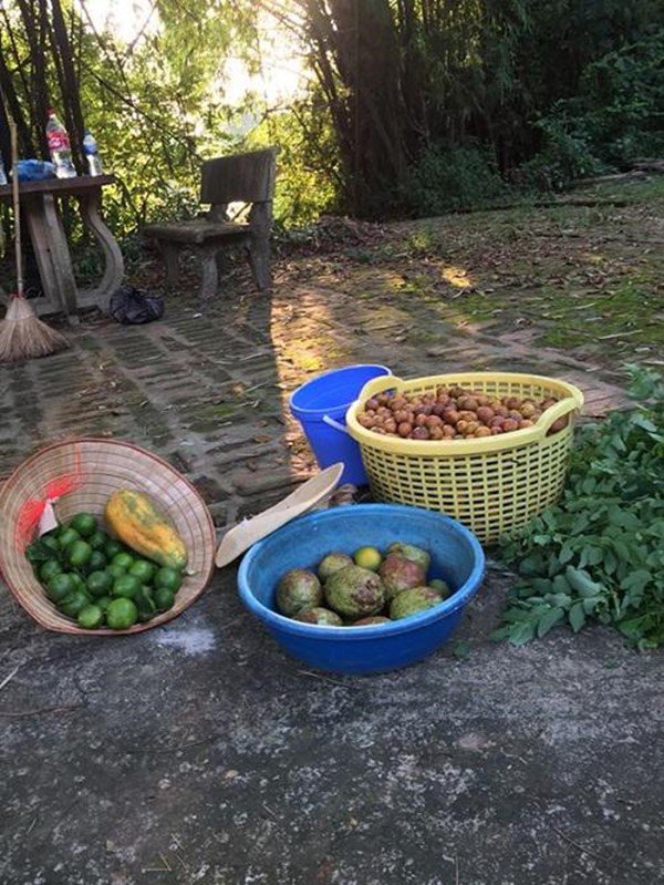 2 nữ nghệ sĩ mua nhà vườn thỏa đam mê: Rau củ chất đầy, thuê người làm không xuể việc-18