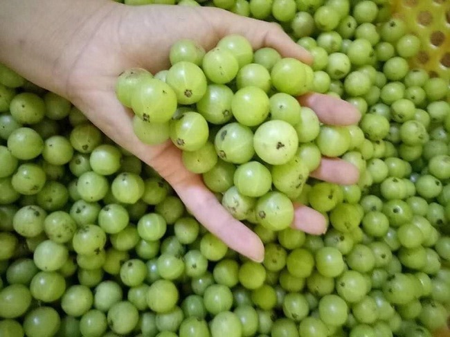 Quả khổ trước sướng sau” mọc hoang đầy rừng, giờ lên đời” có giá nửa triệu đồng/kg-2