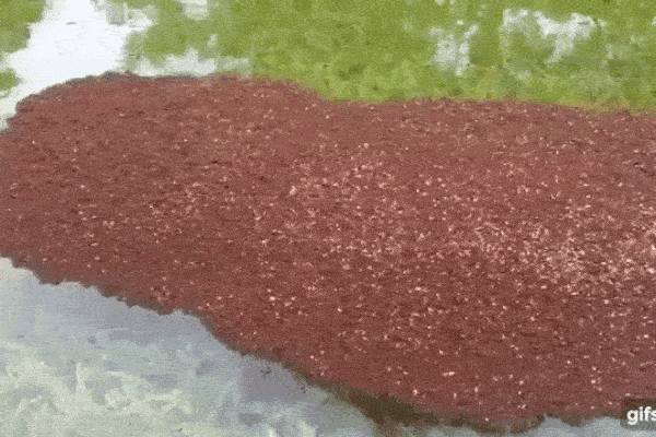 Thấy đám đất kỳ lạ nổi lềnh bềnh trên mặt nước, người đàn ông tò mò lại gần xem thì tá hỏa khi biết sự thật ngoài sức tưởng tượng-1