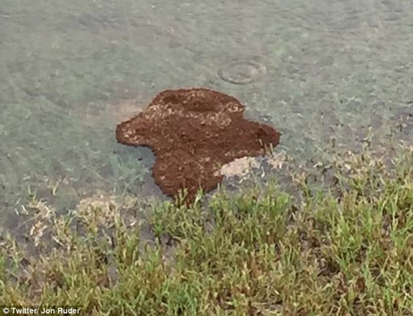 Thấy đám đất kỳ lạ nổi lềnh bềnh trên mặt nước, người đàn ông tò mò lại gần xem thì tá hỏa khi biết sự thật ngoài sức tưởng tượng-3