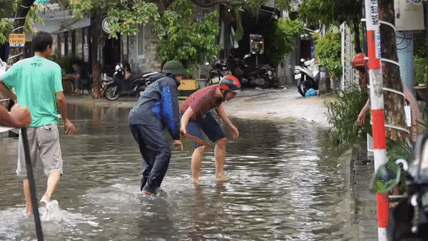 Clip: Người Đà Nẵng thích thú mang rổ ra đường phố bắt cá sau bão số 5-2