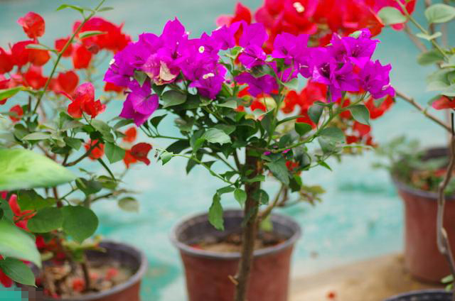 Nhà không có ánh sáng tốt nên tránh xa 8 loại hoa này, nếu không cẩn thận sẽ mọc thành cỏ rậm rạp-4