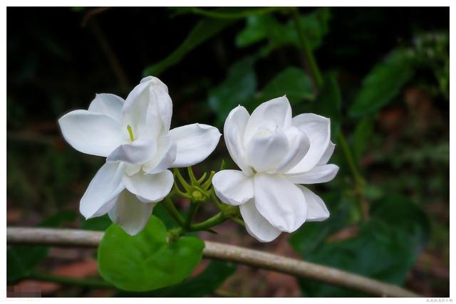 Nhà không có ánh sáng tốt nên tránh xa 8 loại hoa này, nếu không cẩn thận sẽ mọc thành cỏ rậm rạp-6