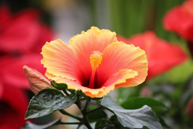 Nhà không có ánh sáng tốt nên tránh xa 8 loại hoa này, nếu không cẩn thận sẽ mọc thành cỏ rậm rạp-7