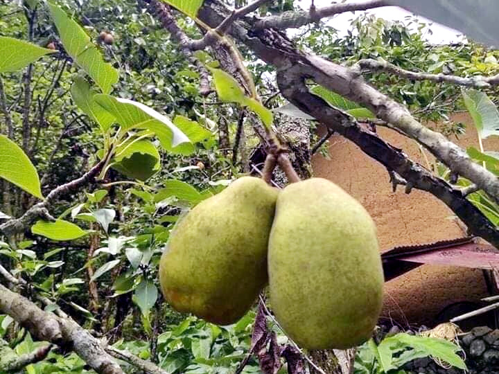 Đặc sản Hà Giang mát lịm, ngọt như đường đánh dạt hàng Trung Quốc-3