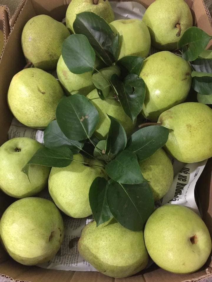 Đặc sản Hà Giang mát lịm, ngọt như đường đánh dạt hàng Trung Quốc-4