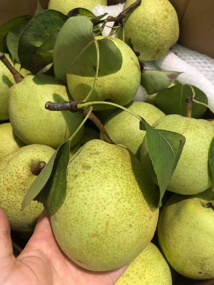 Đặc sản Hà Giang mát lịm, ngọt như đường đánh dạt hàng Trung Quốc-5