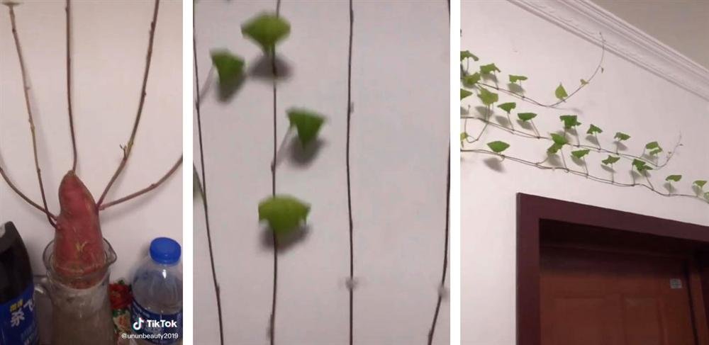 Trồng củ khoai lang trong nhà, cô gái không ngờ có ngày giậu đổ bìm leo khiến ai nhìn thấy cũng choáng-1