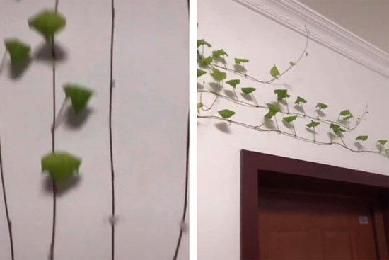 Trồng củ khoai lang trong nhà, cô gái không ngờ có ngày