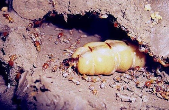 Kỳ lạ loại côn trùng chúa bán theo con, chị em mua cả chục triệu tẩm bổ cho chồng-2